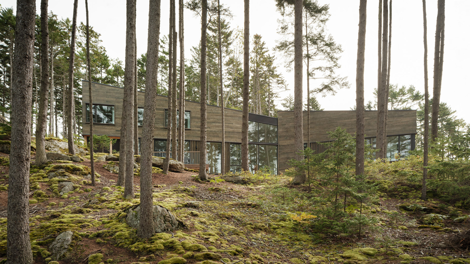 Pine Cover Woodhull