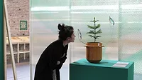 Plant Fever.jpg Plant Fever.jpg