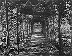Terrace pathway