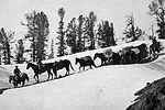 Horses