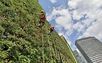 Green Walls