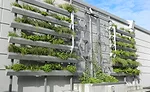 Green Walls