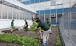 Edible Schoolyard
