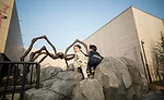 Zooraji