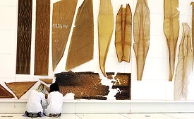 Aguahoja at MoMa