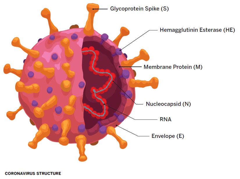 Coronavirus Structure.