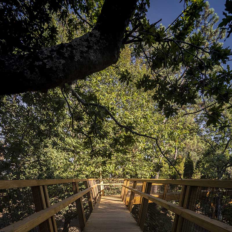 Treetop Walkway.