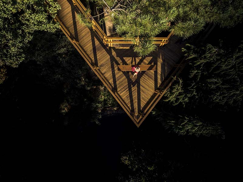 Treetop Walkway.