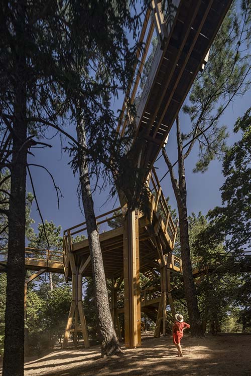 Treetop Walkway.