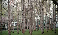 Ghost-Forest.jpg Ghost Forest.