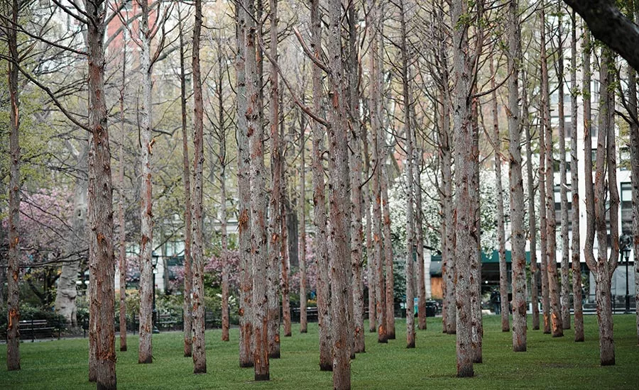 Ghost Forest.