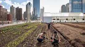 Rooftop Farm.