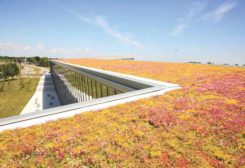 Building a Safer Green Roof