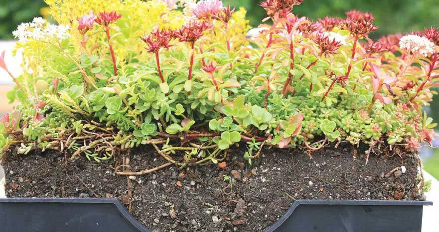 Building a Safer Green Roof
