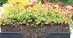 Building a Safer Green Roof