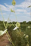 According to the parks department, Pugsley Creek Park in the Bronx was originally used by the Siwanoy Indians to reach their village near the tip of Castle Hill Neck. Today it is a nature preserve, wi