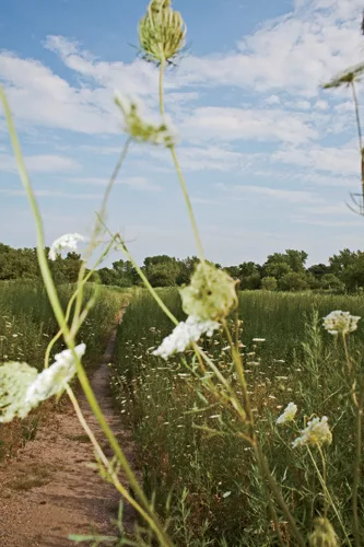 According to the parks department, Pugsley Creek Park in the Bronx was originally used by the Siwanoy Indians to reach their village near the tip of Castle Hill Neck. Today it is a nature preserve, wi