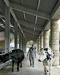 Designed by London-based Stephen Taylor Architects, this comely cowshed —part of Shatwell Farm on the Hadspen Estate near Castle Cary in Somerset, England—is the first phase of the his