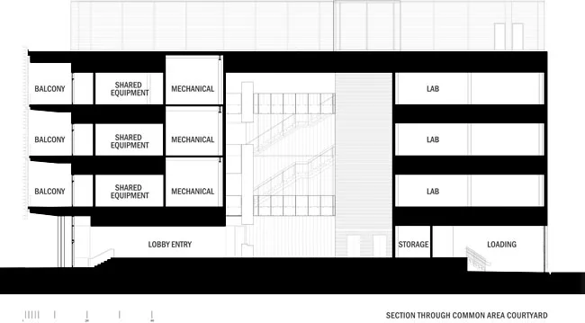 Longitudinal Section