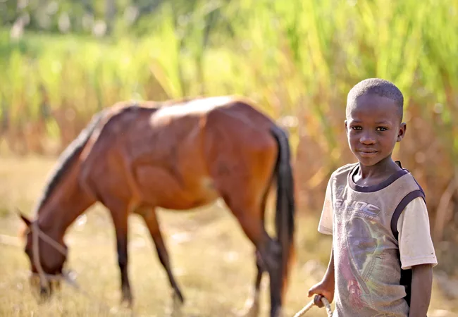 A boy tends to his family's horse in the countryside in central Haiti. <em>January 2012</em>.