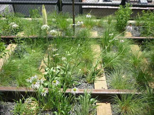 Plantings and re-used rail along section 2 pathway