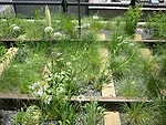 Plantings and re-used rail along section 2 pathway