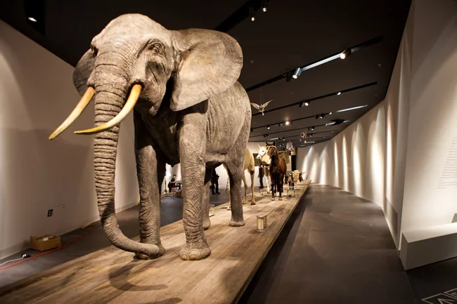 An elephant leads an exhibition on &ldquo;Animals and the Military.&rdquo;