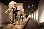 An elephant leads an exhibition on &ldquo;Animals and the Military.&rdquo;