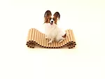 Shigeru Ban - Papillion