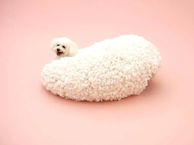Kazuyo Sejima (of SAANA) - Bichon Frise