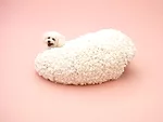 Kazuyo Sejima (of SAANA) - Bichon Frise
