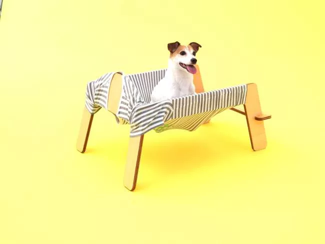 Torafu - Jack Russell Terrier