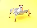 Torafu - Jack Russell Terrier