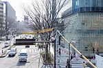 First Look: OMA's Coach Omotesando Flagship