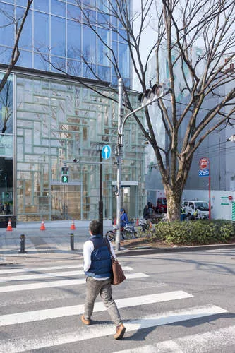 First Look: OMA's Coach Omotesando Flagship
