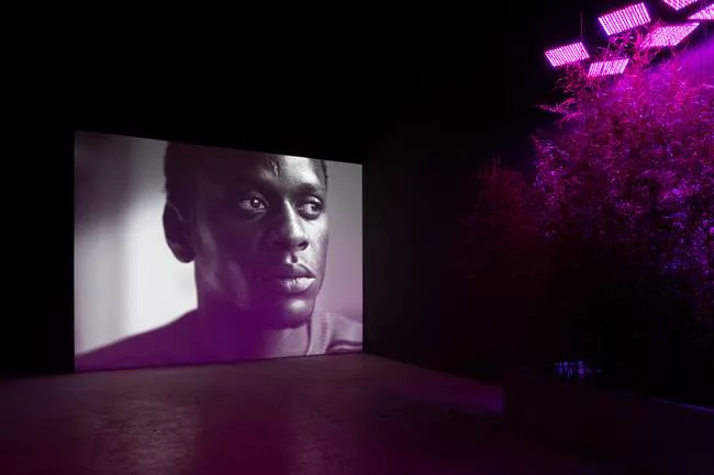 Installation view of 'Intercourses' at the Danish Pavilion by Jesper Just.<br />