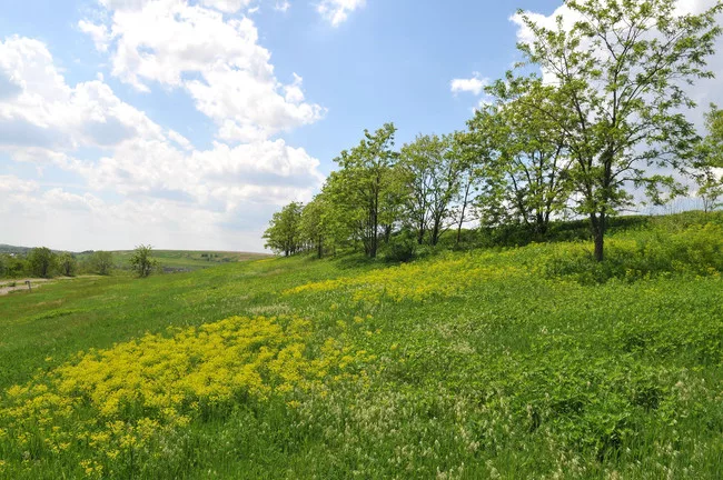 A common Freshkills vista: a former landfill, it is in the process of being capped and planted with native species.
