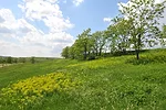 A common Freshkills vista: a former landfill, it is in the process of being capped and planted with native species.
