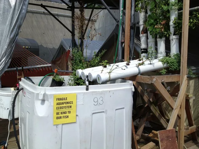 The Colony's aquaponic garden.