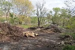 The site, which once boasted a boathouse, became an illegal  garbage dump. NYRP has been working for nearly two decades to green the  area.