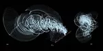 Karl Chu's <em>X Phylum</em>, -Z rule-set lofted splines in perspective (left) and frontal elevation (right), 1999.<div id='_mcePaste'>﻿﻿