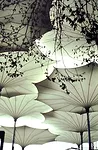 <p>Umbrellas for Pink Floyd’s 1977 concert tour of the United States</p><div id='_mcePaste'>