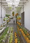 Amidst the Air: Installation at 13th Venice Biennale, Italy, 2012