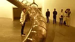 New Museum