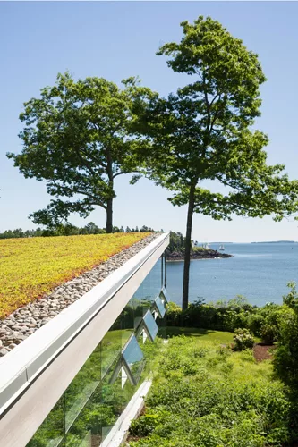 View along pool showing the sedum roof.