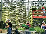 Vertical-farming company Alterrus has built a greenhouse on the roof of a parking garage in Vancouver, British Columbia, that includes its proprietary system of stacked and rotating growing trays. The