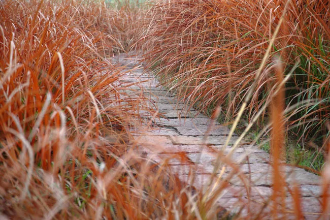 Turenscape Restores an Urban Wetland
