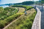 Turenscape Restores an Urban Wetland