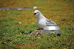 Bird-Safe Design