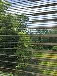 Bird-Safe Design